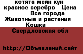 котята мейн кун, красное серебро › Цена ­ 30 - Все города Животные и растения » Кошки   . Свердловская обл.